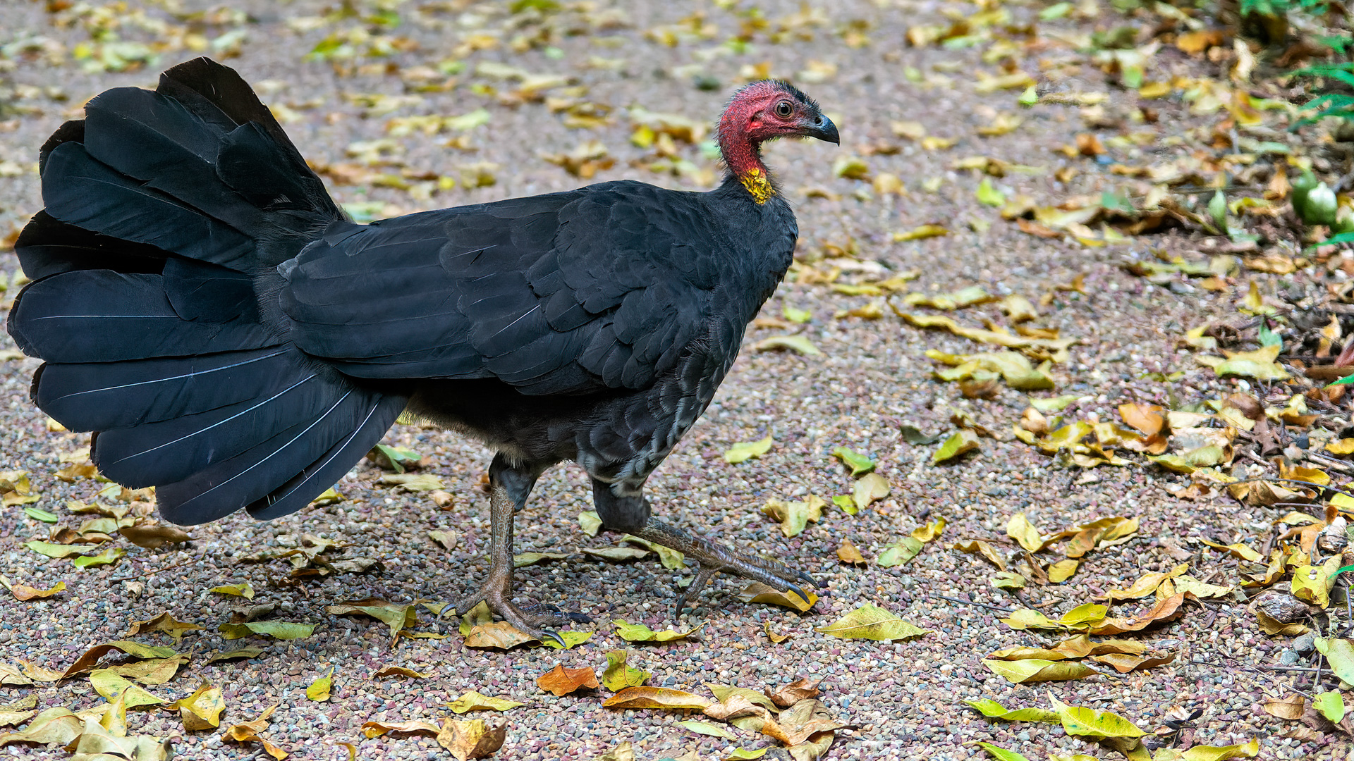Australbuschhuhn, auch Buschhuhn oder Australisches Talegalla genannt
